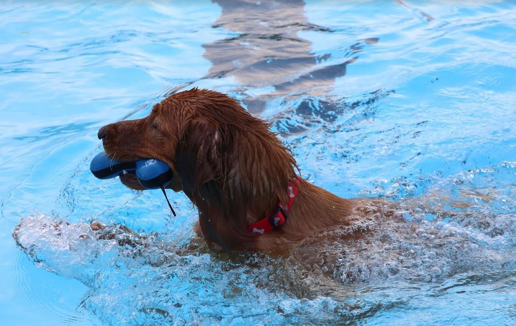 082318ho-doggie-dip-14